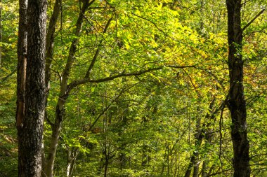 Devin kasabası yakınlarındaki yeşil orman, Rodop Dağları, Bulgaristan