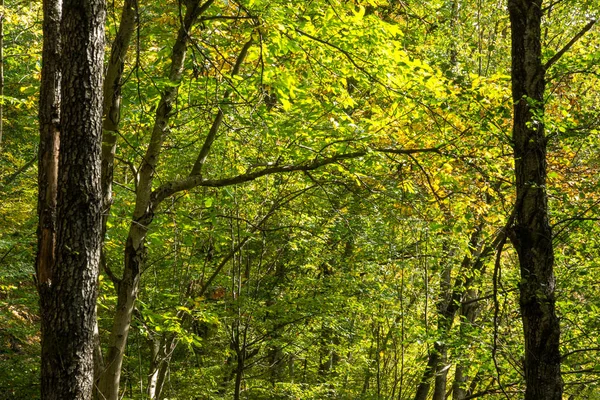 Green Forest Town Devin Rhodope Mountains Bulgaria — Stock Photo, Image