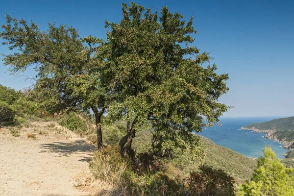 Panorama Coastline Mamba Beach Ampelos Sithonia Peninsula Chalkidiki Central Macedonia — Stock Photo, Image