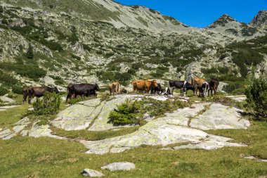 Dzhangal Peak ve yeşil çayırlarda inekler ile Peyzaj, Pirin Dağı, Bulgaristan