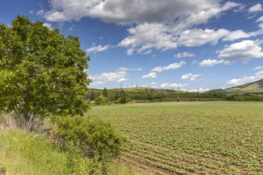 Perushtitsa kasabası yakınlarındaki Yukarı Trakya Ovası ile Kırsal Peyzaj, Plovdiv Bölgesi, Bulgaristan