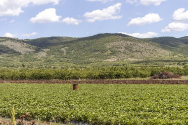 Perushtitsa kasabası yakınlarındaki Yukarı Trakya Ovası ile Kırsal Peyzaj, Plovdiv Bölgesi, Bulgaristan