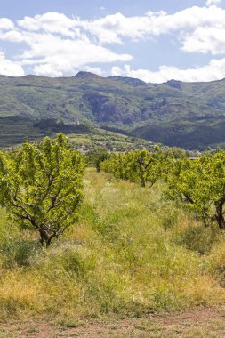 Perushtitsa kasabası yakınlarındaki Yukarı Trakya Ovası ile Kırsal Peyzaj, Plovdiv Bölgesi, Bulgaristan