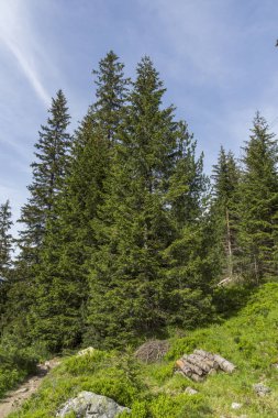 Malyovitsa zirvesi için iz Yaz Manzara, Rila Dağı, Bulgaristan