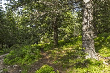 Malyovitsa zirvesi için iz Yaz Manzara, Rila Dağı, Bulgaristan