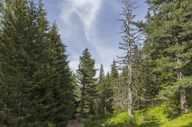 Malyovitsa zirvesi için iz Yaz Manzara, Rila Dağı, Bulgaristan