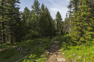 Malyovitsa zirvesi için iz Yaz Manzara, Rila Dağı, Bulgaristan