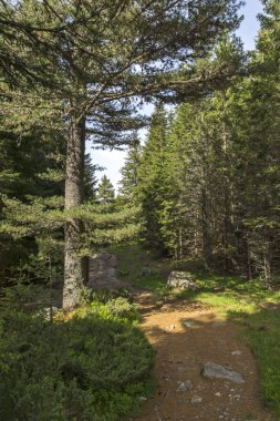 Malyovitsa zirvesi için iz Yaz Manzara, Rila Dağı, Bulgaristan