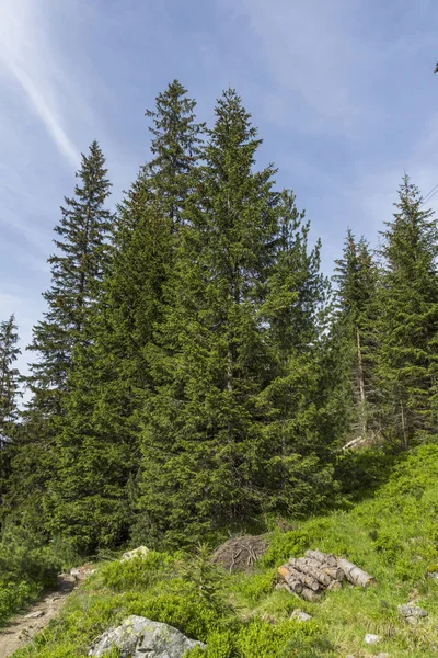 Malyovitsa zirvesi için iz Yaz Manzara, Rila Dağı, Bulgaristan