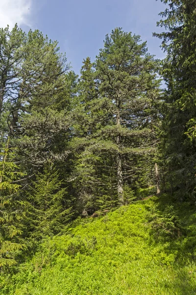 Summer Landscape Trail Malyovitsa Peak Rila Mountain Bulgaria — Stock Photo, Image