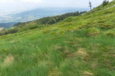 Vitosha Dağı'nın yeşil tepeli Yaz Manzarası, Sofya Şehir Bölgesi, Bulgaristan