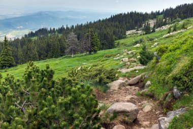 Vitosha Dağı'nın yeşil tepeli Yaz Manzarası, Sofya Şehir Bölgesi, Bulgaristan