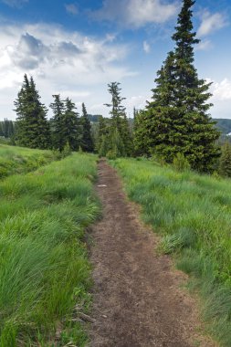 Vitosha Dağı'nın yeşil tepeli Yaz Manzarası, Sofya Şehir Bölgesi, Bulgaristan