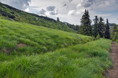 Vitosha Dağı'nın yeşil tepeli Yaz Manzarası, Sofya Şehir Bölgesi, Bulgaristan