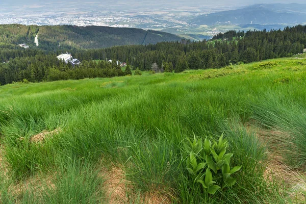Sommerlandschaft Mit Grünen Hügeln Des Vitosha Gebirges Sofia Stadtregion Bulgarien — Stockfoto