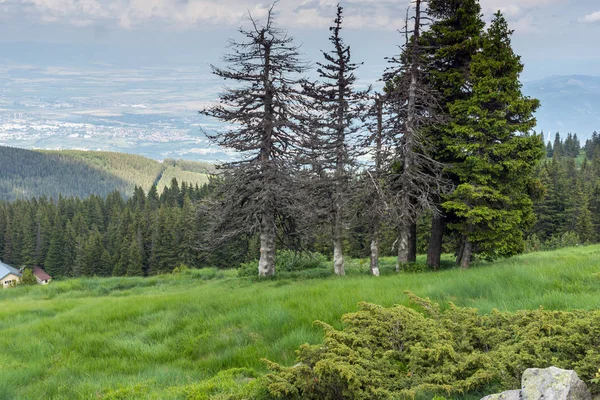 Vitosha Dağı'nın yeşil tepeli Yaz Manzarası, Sofya Şehir Bölgesi, Bulgaristan