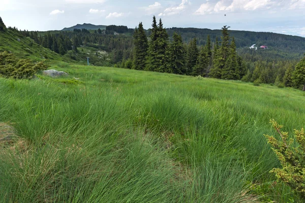 Letní Krajina Zelenými Kopci Pohoří Vitoša Oblast Města Sofie Bulharsko — Stock fotografie