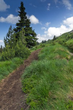 Vitosha Dağı'nın yeşil tepeli Yaz Manzarası, Sofya Şehir Bölgesi, Bulgaristan