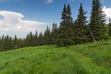 Vitosha Dağı'nın yeşil tepeli Yaz Manzarası, Sofya Şehir Bölgesi, Bulgaristan