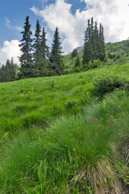 Vitosha Dağı'nın yeşil tepeli Yaz Manzarası, Sofya Şehir Bölgesi, Bulgaristan
