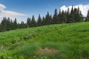 Vitosha Dağı'nın yeşil tepeli Yaz Manzarası, Sofya Şehir Bölgesi, Bulgaristan