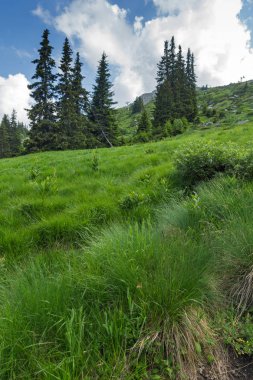 Vitosha Dağı'nın yeşil tepeli Yaz Manzarası, Sofya Şehir Bölgesi, Bulgaristan