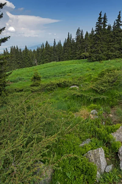 Sommar Landskap Med Gröna Kullar Vitosha Mountain Sofia City Region — Stockfoto