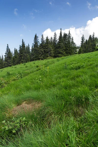 Sommar Landskap Med Gröna Kullar Vitosha Mountain Sofia City Region — Stockfoto