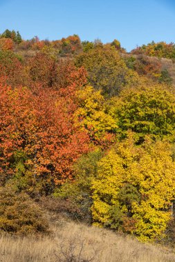 Cherna Gora dağının sonbahar manzarası, Bulgaristan