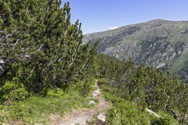 Tiha Rila, Rila Dağı, Bulg bölgesinden Stinky için Trail