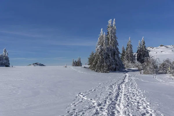 Winter landschap van Vitosha Mountain, Bulgarije — Stockfoto