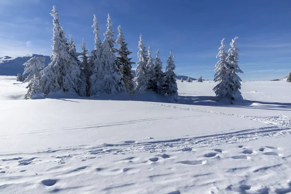 Winter landschap van Vitosha Mountain, Bulgarije — Stockfoto