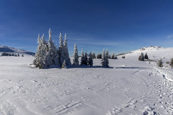 Zima Krajobraz góry Witosza, Bułgaria — Zdjęcie stockowe