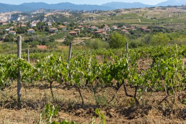 Melnik, Bulg kasabası yakınlarındaki Lozenitsa Köyü ve Asma tarlaları