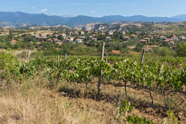 Melnik, Bulg kasabası yakınlarındaki Lozenitsa Köyü ve Asma tarlaları