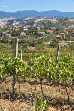 Melnik, Bulg kasabası yakınlarındaki Lozenitsa Köyü ve Asma tarlaları