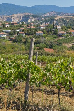 Melnik, Bulg kasabası yakınlarındaki Lozenitsa Köyü ve Asma tarlaları