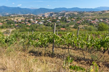 Melnik, Bulg kasabası yakınlarındaki Lozenitsa Köyü ve Asma tarlaları