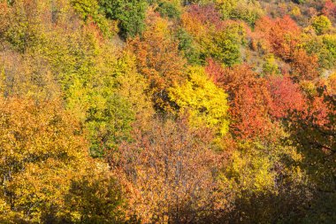 Cherna Gora (Monte Negro) dağının sonbahar manzarası, Pernik Bölgesi, Bulgaristan