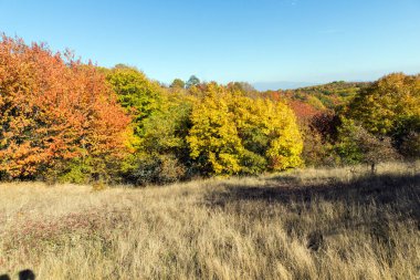 Cherna Gora (Monte Negro) dağının sonbahar manzarası, Pernik Bölgesi, Bulgaristan