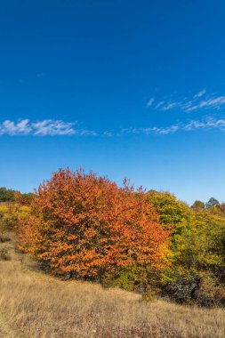 Cherna Gora (Monte Negro) dağının sonbahar manzarası, Pernik Bölgesi, Bulgaristan