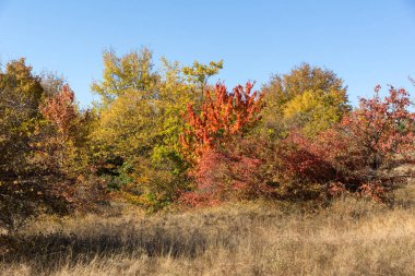 Cherna Gora (Monte Negro) dağının sonbahar manzarası, Pernik Bölgesi, Bulgaristan