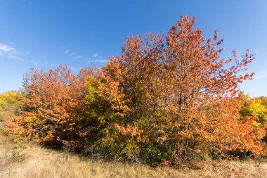 Cherna Gora (Monte Negro) dağının sonbahar manzarası, Pernik Bölgesi, Bulgaristan