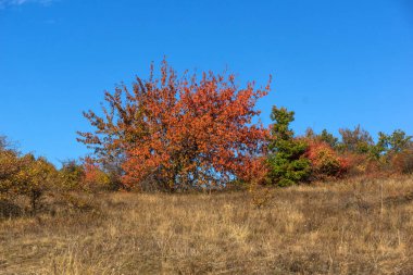 Cherna Gora (Monte Negro) dağının sonbahar manzarası, Pernik Bölgesi, Bulgaristan