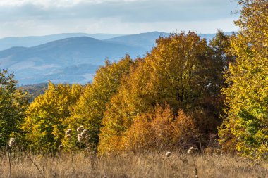 Cherna Gora (Monte Negro) dağının sonbahar manzarası, Pernik Bölgesi, Bulgaristan