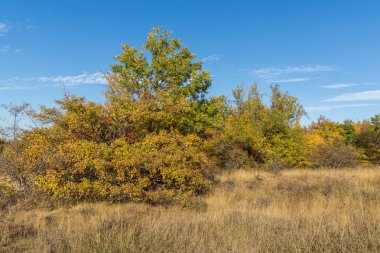 Cherna Gora (Monte Negro) dağının sonbahar manzarası, Pernik Bölgesi, Bulgaristan