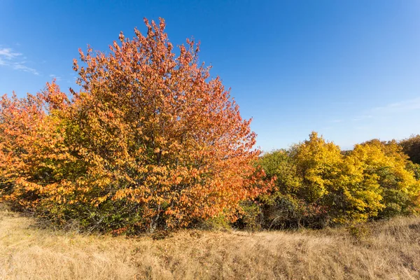 Cherna Gora (Monte Negro) dağının sonbahar manzarası, Pernik Bölgesi, Bulgaristan