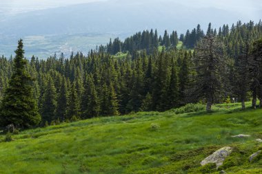 Bulgaristan 'ın Vitosha Dağı Yaz Manzarası