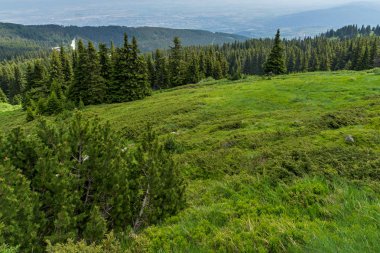 Bulgaristan 'ın Vitosha Dağı Yaz Manzarası