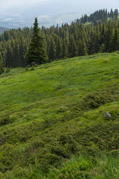 ブルガリアヴィトシャ山の夏の風景 — ストック写真